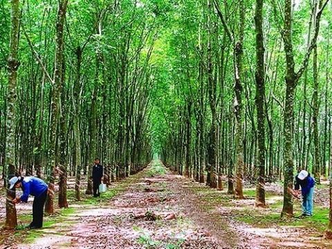 Cao su Chư Prông phấn đấu đạt 6.500 tấn mủ